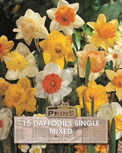 Prins narcis daffodils enkel mix 15 bollen