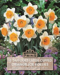 Prins Narcis daffodils Ice Follies orange 15 bollen