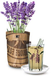 Seeds en tea garden bio lavendel - afbeelding 2