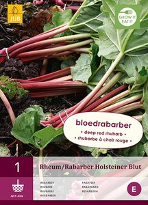 Rabarber Holsteiner Blut