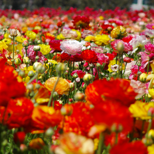 Ranonkel mix - afbeelding 3