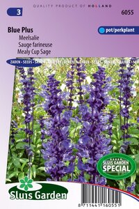 Salvia Farinacea zaden Blue Plus meelsalie kopen