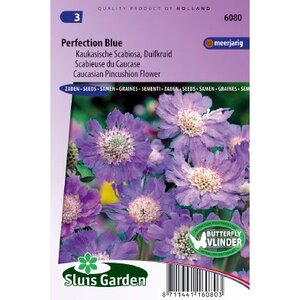 Scabiosa Caucasica zaden Perfection Blue duifkruid