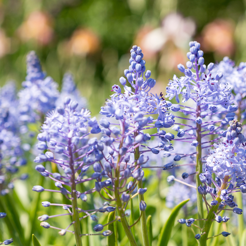 Scilla litardierei 10 bollen - afbeelding 2