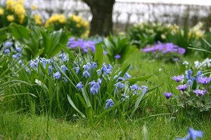 Scilla siberica 20 bollen - afbeelding 2