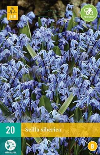 Scilla siberica 20 bollen - afbeelding 1