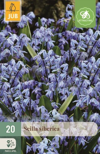 Scilla siberica 20 bollen - afbeelding 1