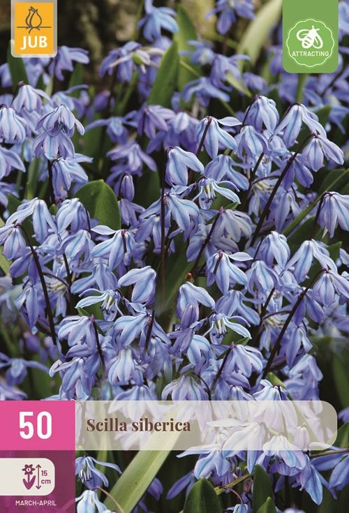 Scilla siberica 50 bollen - afbeelding 1