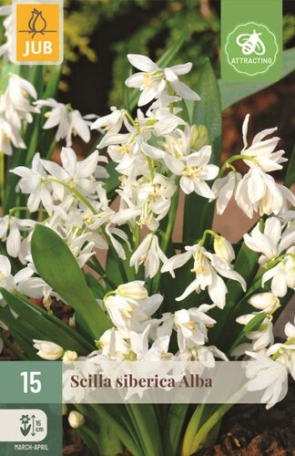 Scilla siberica alba 15 bollen - afbeelding 1