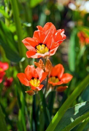 Sparaxis mix - afbeelding 3