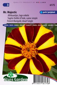 Tagetes Patula Nana zaden Mr. Majestic afrikaan