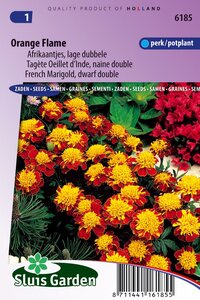 Bestel hier Tagetes Patula zaden Orange Flame afrikaan