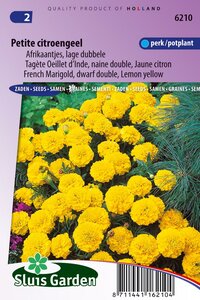 Bestel hier Tagetes Patula zaden Petite Yellow afrikaantje