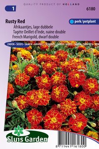 Bestel hier Tagetes Patula zaden Rusty Red afrikaan