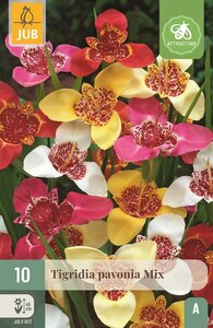 Tigridia pavonia mix - afbeelding 1
