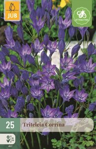 Triteleia corrina 25 bollen - afbeelding 1