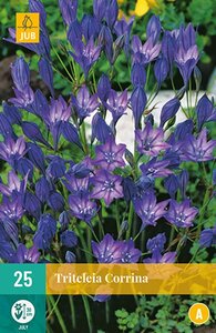 Triteleia corrina 25 bollen - afbeelding 1