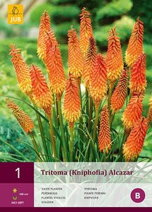 Tritoma (kniphofia) alcazar