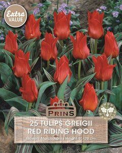 Prins tulp Red Riding Hood 25 bollen - afbeelding 2