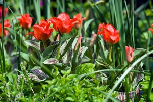 Prins tulp Red Riding Hood 25 bollen - afbeelding 2