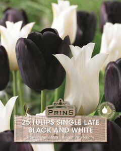 Tulp Single Late Black White 25 bollen