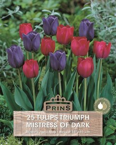 Prins tulp Triumph Mistress of Dark 25 bollen