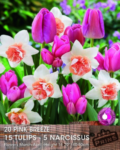 Prins tulp en narcis pink breeze 20 bollen