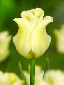 Tulp Yellow crown 5 bollen - afbeelding 2