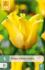 Tulp Yellow crown 5 bollen - afbeelding 2