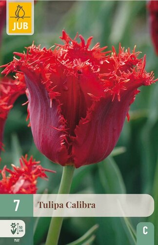 Tulp calibra 7 bollen - afbeelding 1