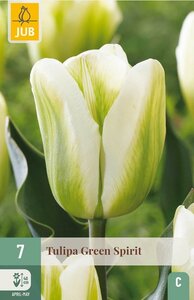 Tulp green spirit 7 bollen - afbeelding 2