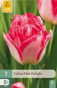 Tulp pink delight 7 bollen
