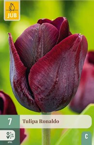 Tulp Ronaldo 7 bollen - afbeelding 2