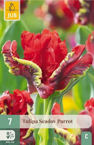 Tulp seadov parrot 7 bollen
