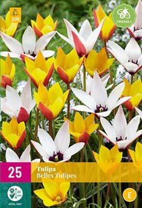 Tulp Belles tulipes mix 25 bollen