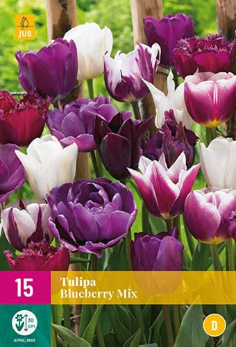 Tulp blueberry mix 15 bollen