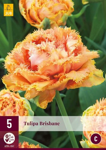 Tulp Brisbane 5 bollen - afbeelding 1