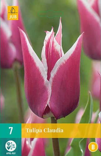 Tulp Claudia 7 bollen - afbeelding 1