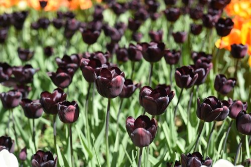 CONTINENTAL TULIPA