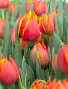 Tulp crossfire 7 bollen - afbeelding 2