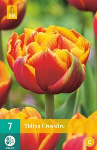 Tulp crossfire 7 bollen - afbeelding 1