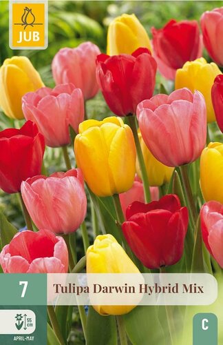Tulp Darwin Hybride Mix 7 bollen - afbeelding 1