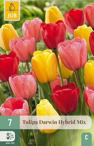 Tulp Darwin Hybride Mix 7 bollen - afbeelding 1