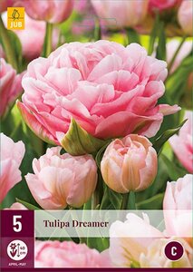 Tulp Dreamer 5 bollen