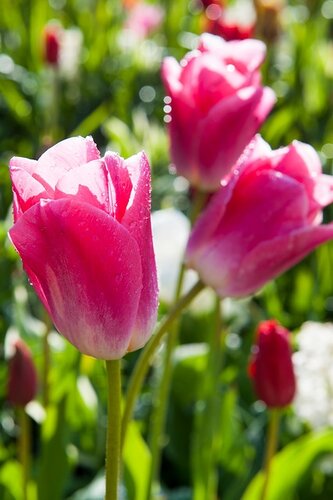 Tulp dynasty 10 bollen - afbeelding 2