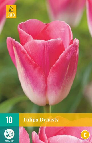 Tulp dynasty 10 bollen - afbeelding 1