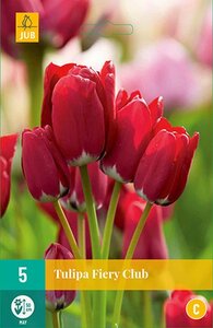 Tulp Fiery club 5 bollen