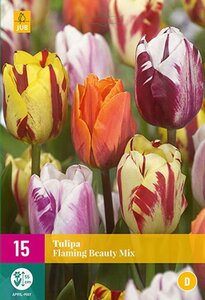 Tulp flaming beauty mix 15 bollen