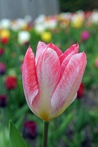 Tulp flaming purissima 10 bollen - afbeelding 2