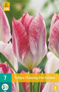 Tulp flaming purissima 10 bollen - afbeelding 1